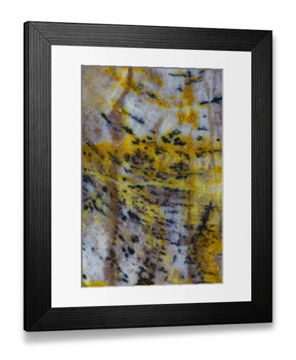 Framed Print : Petrified Wood close-up Framed Print : Petrified Wood close-up