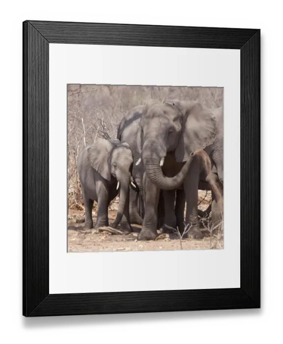 Framed Print : Africa, Botswana, Chobe National Park. Mother and baby elephant preparing for a dust bath Framed Print : Africa, Botswana, Chobe National Park. Mother and baby elephant preparing for a dust bath