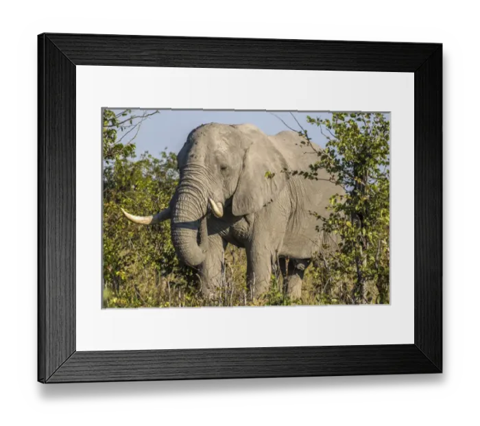Framed Print : Africa, Botswana, Savute Game Reserve. Bull elephant eating Framed Print : Africa, Botswana, Savute Game Reserve. Bull elephant eating