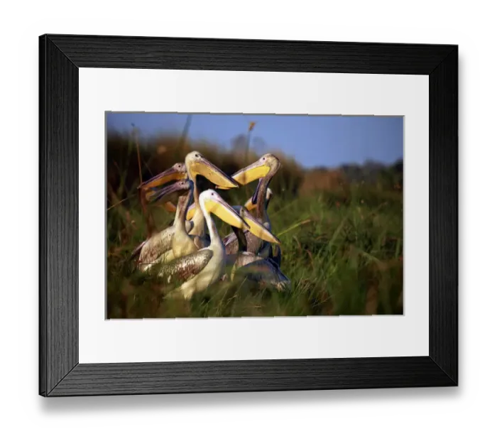 Framed Print : Africa, Botswana, Okavango Delta. Pink-backed Pelicans