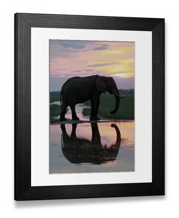 Framed Print : Africa, Botswana, Savute. Elephant reflection in Chobe National Park Framed Print : Africa, Botswana, Savute. Elephant reflection in Chobe National Park
