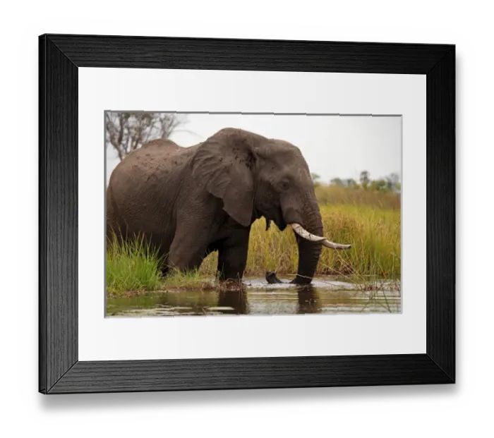 Framed Print : Africa, Botswana, Okavango Delta. Elephant of the Okavango Delta Framed Print : Africa, Botswana, Okavango Delta. Elephant of the Okavango Delta