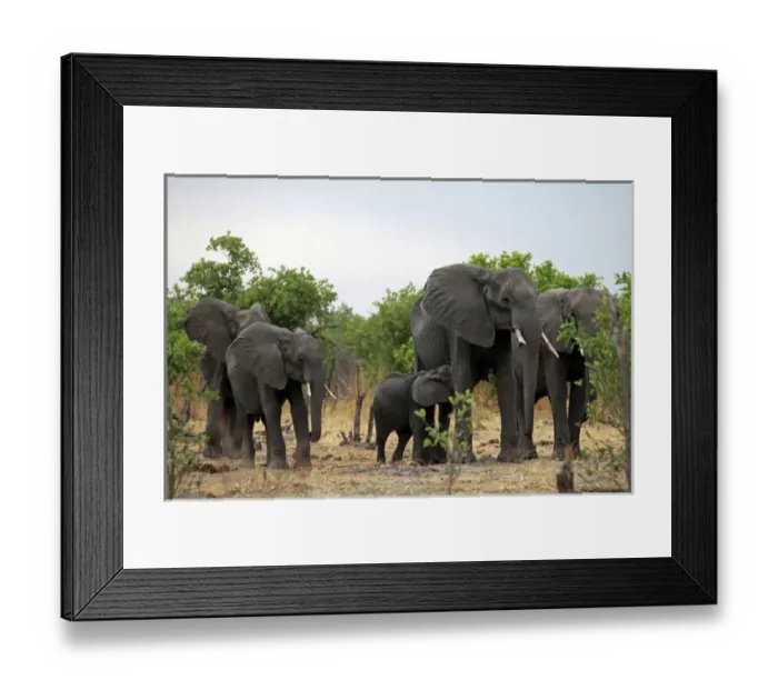 Framed Print : Africa, Botswana, Savute. Elephant family of Savute in Chobe National Park Framed Print : Africa, Botswana, Savute. Elephant family of Savute in Chobe National Park