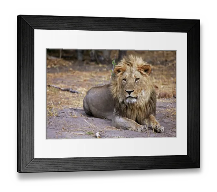Framed Print : Africa, Botswana, Savute. Male lion of Savute in Chobe National Park Framed Print : Africa, Botswana, Savute. Male lion of Savute in Chobe National Park