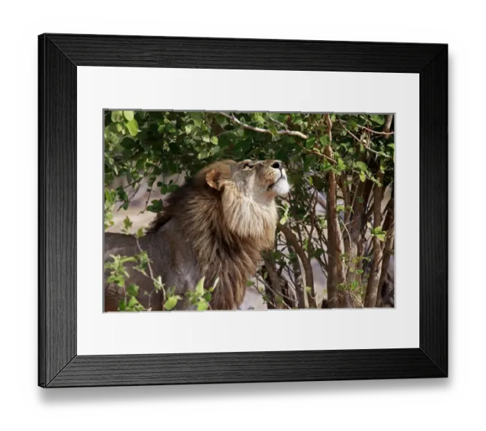 Framed Print : Africa, Botswana, Savute. Lion looking up in tree at Savute, Chobe National Park Framed Print : Africa, Botswana, Savute. Lion looking up in tree at Savute, Chobe National Park