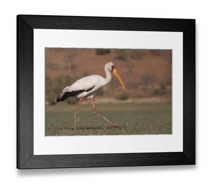 Framed Print : Africa, Botswana, Chobe National Park. Saddle-billed Stork Framed Print : Africa, Botswana, Chobe National Park. Saddle-billed Stork