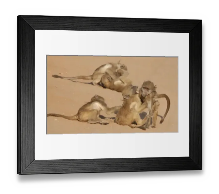 Framed Print : Africa, Botswana, Chobe National Park. Young baboons at play