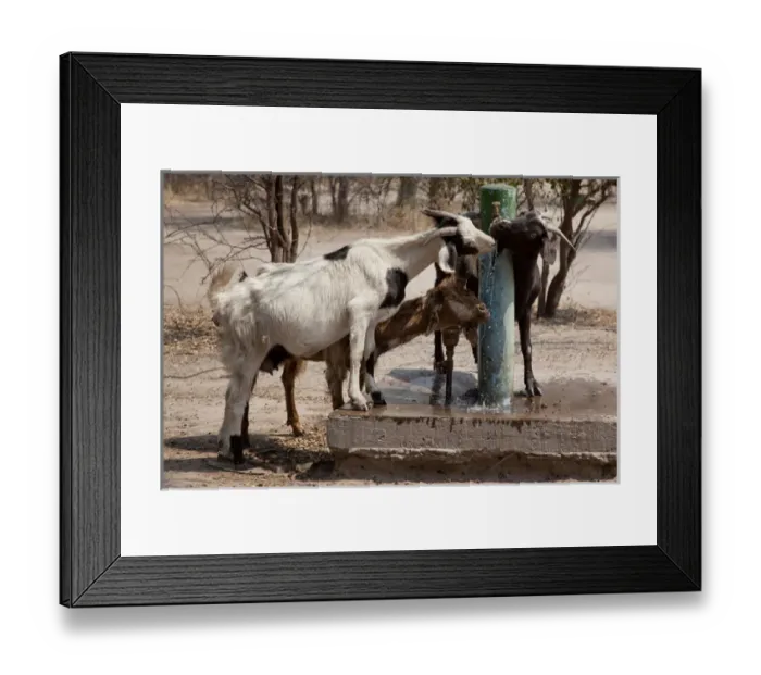 Framed Print : Africa, Botswana, Western Kalahari Desert, Tsodilo Hills. Goats drinking from a water pump Framed Print : Africa, Botswana, Western Kalahari Desert, Tsodilo Hills. Goats drinking from a water pump