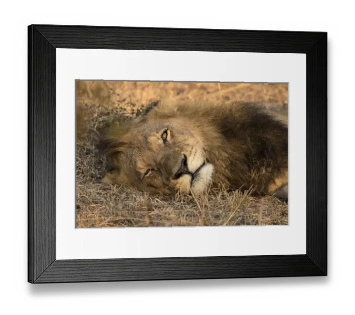 Framed Print : Africa, Botswana, Savute Game Reserve. Sleeping male lion