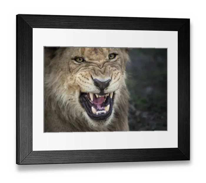 Framed Print : male lion growling, close up Framed Print : male lion growling, close up