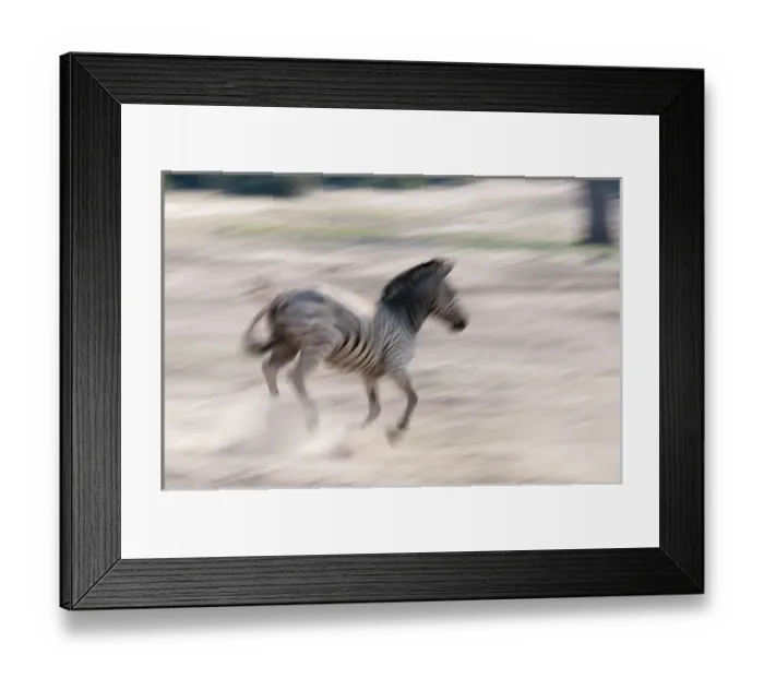 Framed Print : Common zebra (Equus quagga), Chobe National Park, Botswana