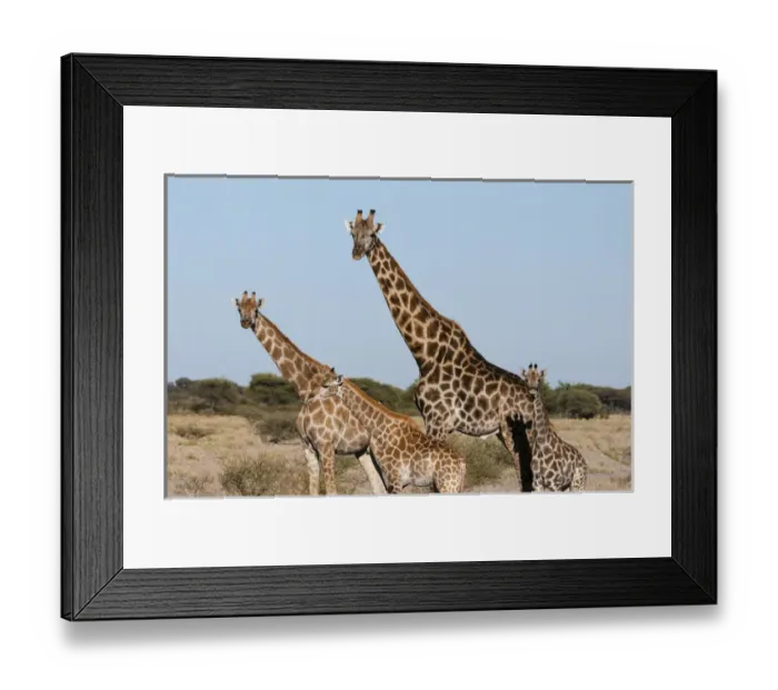 Framed Print : Southern giraffe (Giraffa camelopardalis), Central Kalahari National Park, Botswana