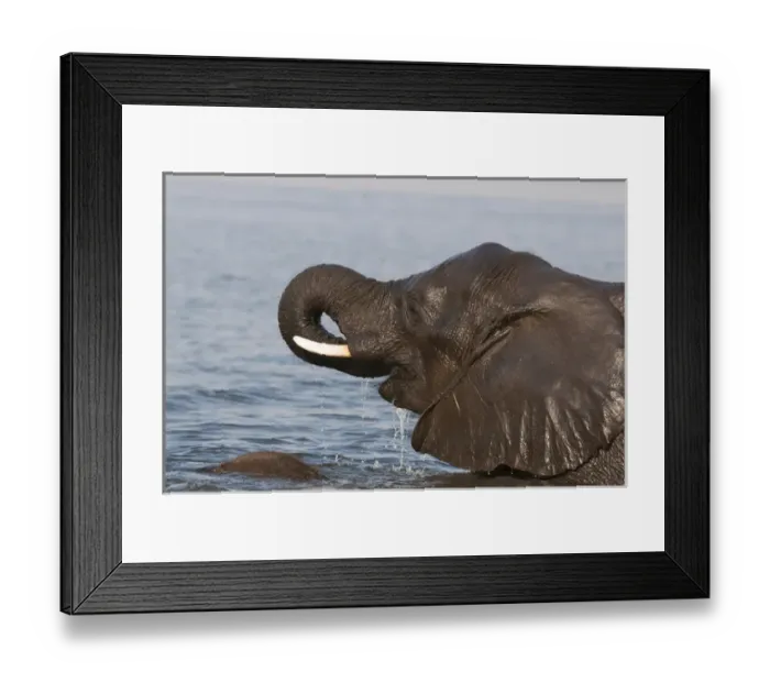 Framed Print : Elephant (Loxodonda africana), Chobe National Park, Botswana Framed Print : Elephant (Loxodonda africana), Chobe National Park, Botswana