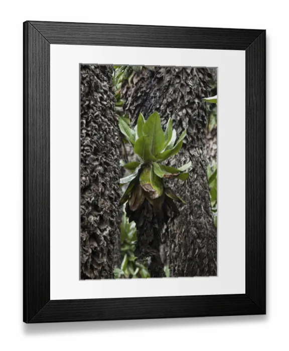 Framed Print : Dense forest of Giant Groundsel, Tree Senecio (Dendrosenecio adnivalis) at the Congolese side of Mt Framed Print : Dense forest of Giant Groundsel, Tree Senecio (Dendrosenecio adnivalis) at the Congolese side of Mt