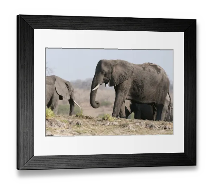 Framed Print : Elephants (Loxodonta africana), Chobe National Park, Botswana Framed Print : Elephants (Loxodonta africana), Chobe National Park, Botswana