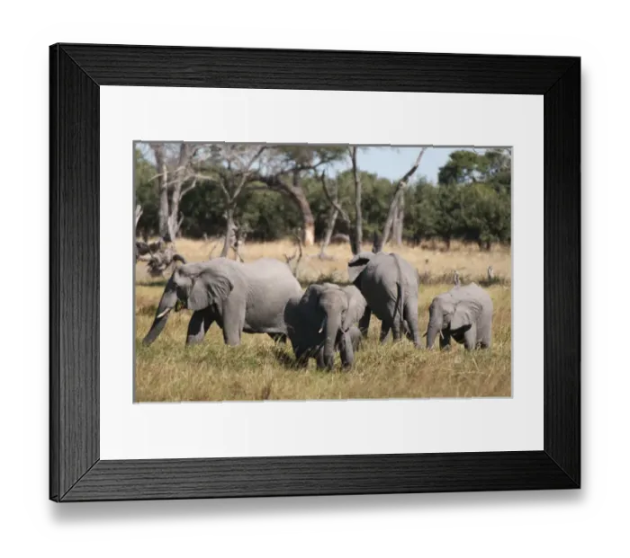 Framed Print : African elephant (Loxodonta africana), Khwai Concession, Okavango Delta, Botswana Framed Print : African elephant (Loxodonta africana), Khwai Concession, Okavango Delta, Botswana