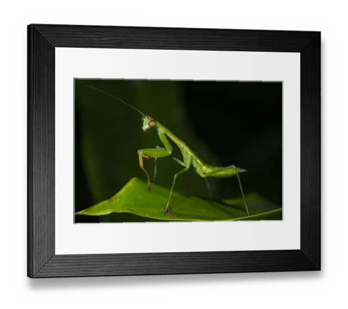 Framed Print : Preying mantis, Odzala - Kokoua National Park, Republic of Congo (Congo - Brazzaville) Framed Print : Preying mantis, Odzala - Kokoua National Park, Republic of Congo (Congo - Brazzaville)