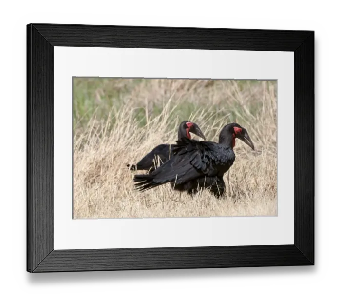 Framed Print : Southern ground hornbill (Bucorvus leadbeateri), Okavango delta, Botswana Framed Print : Southern ground hornbill (Bucorvus leadbeateri), Okavango delta, Botswana
