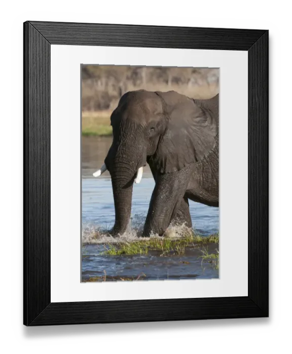 Framed Print : African elephant (Loxodonta africana), Okavango delta, Botswana Framed Print : African elephant (Loxodonta africana), Okavango delta, Botswana