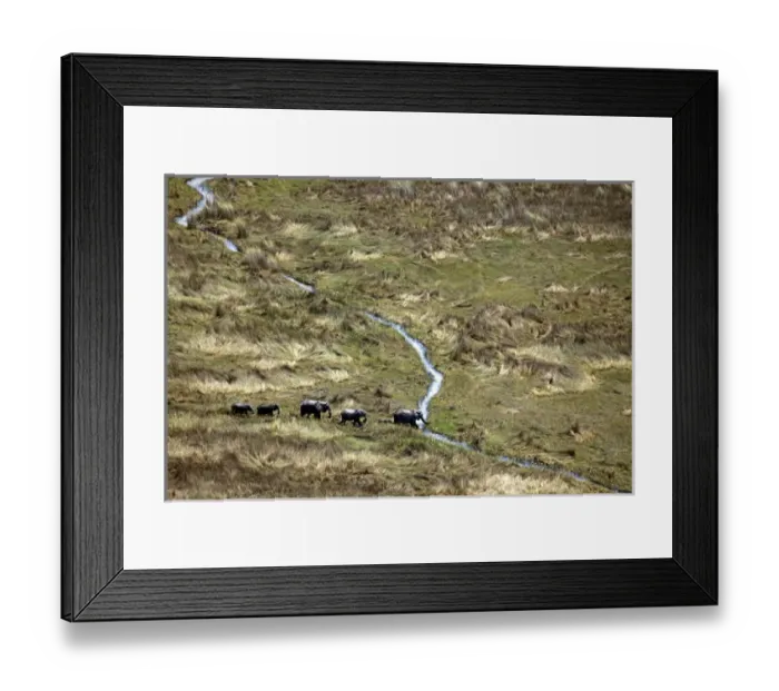 Framed Print : Africa, Botswana, Okavango Delta. Aerial view by helicopter safari of elephants in Framed Print : Africa, Botswana, Okavango Delta. Aerial view by helicopter safari of elephants in