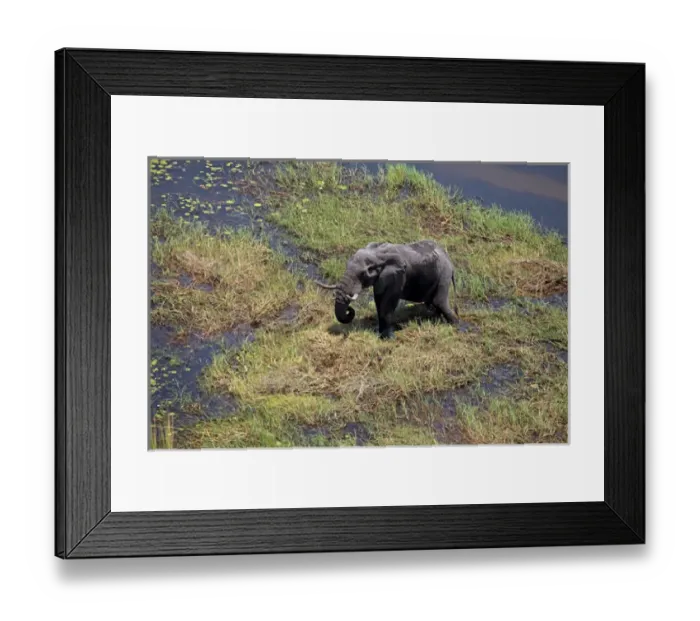 Framed Print : Africa, Botswana, Okavango Delta. Aerial view by helicopter safari of elephants in