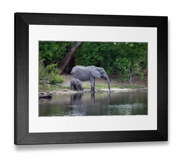 Framed Print : Africa, Botswana, Savute. Elephant and baby drinking water in Chobe National Park Framed Print : Africa, Botswana, Savute. Elephant and baby drinking water in Chobe National Park
