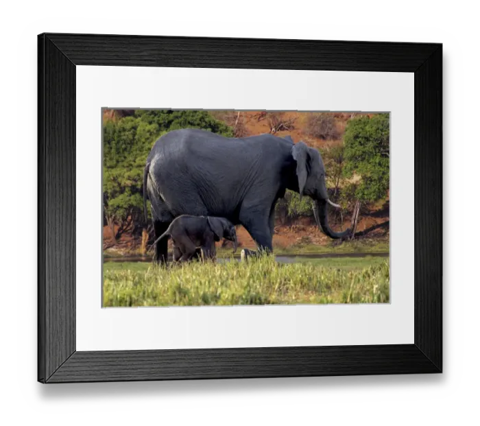 Framed Print : African Elephant (Loxodonta africana), mother and baby in Chobe National park, Botswana Framed Print : African Elephant (Loxodonta africana), mother and baby in Chobe National park, Botswana