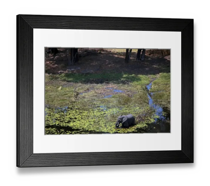 Framed Print : Africa, Botswana, Okavango Delta. Aerial view by helicopter safari of elephants in Framed Print : Africa, Botswana, Okavango Delta. Aerial view by helicopter safari of elephants in