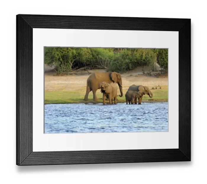Framed Print : African Elephant Loxodonta africana Chobe Nationalpark Botswana Africa Framed Print : African Elephant Loxodonta africana Chobe Nationalpark Botswana Africa
