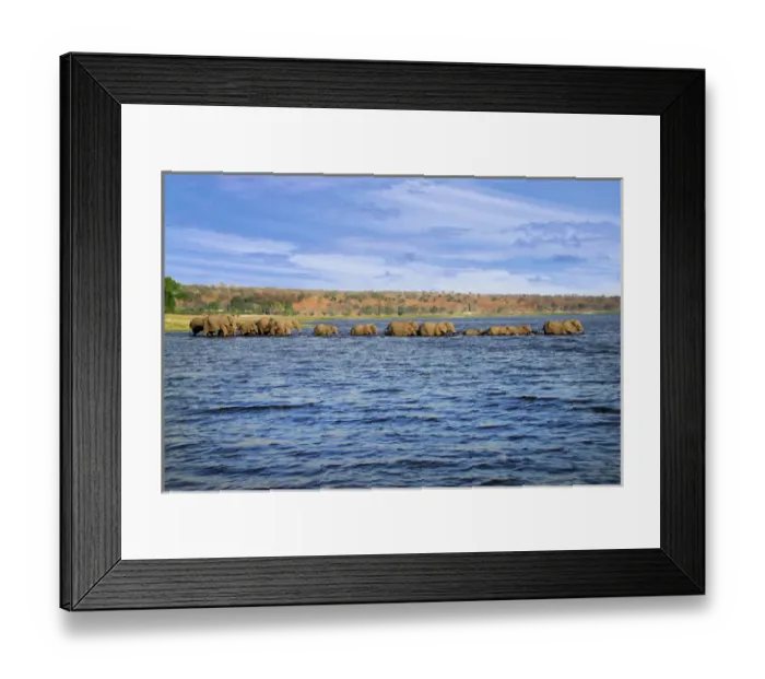 Framed Print : A herd of African Bush Elephants (Loxodonta africana), crossing the Chobe River Framed Print : A herd of African Bush Elephants (Loxodonta africana), crossing the Chobe River