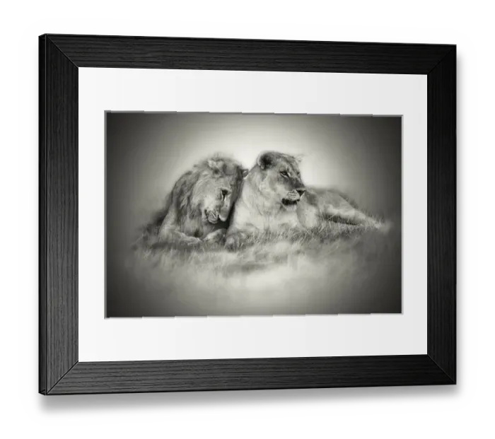 Framed Print : Lioness and son nuzzling in monochrome sepia Framed Print : Lioness and son nuzzling in monochrome sepia