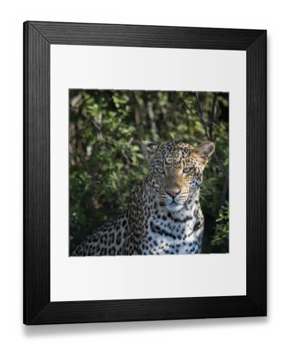 Framed Print : leopard portrait, close up Framed Print : leopard portrait, close up