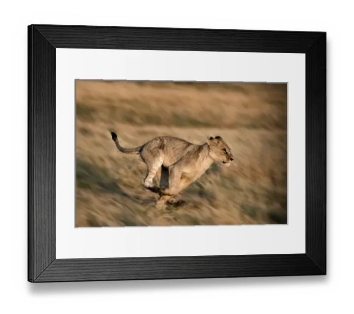Framed Print : lion running Framed Print : lion running