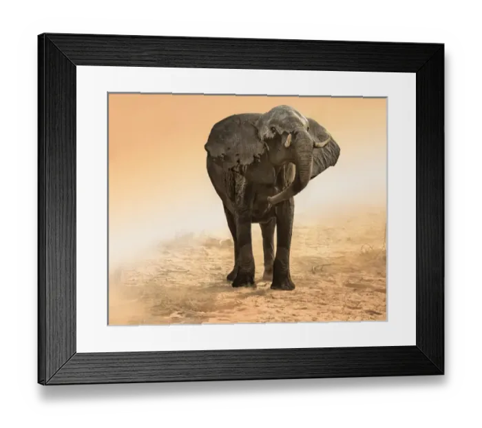 Framed Print : elephant in dust and sunglow Framed Print : elephant in dust and sunglow