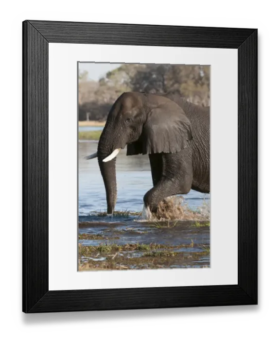 Framed Print : African elephant (Loxodonta africana), Okavango delta, Botswana