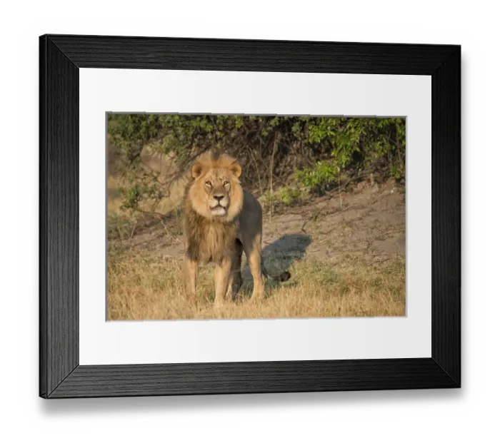 Framed Print : male lion looking at viewer, close up