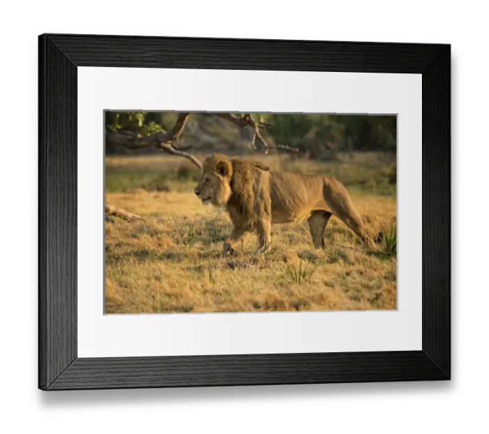 Framed Print : Stalking male lion
