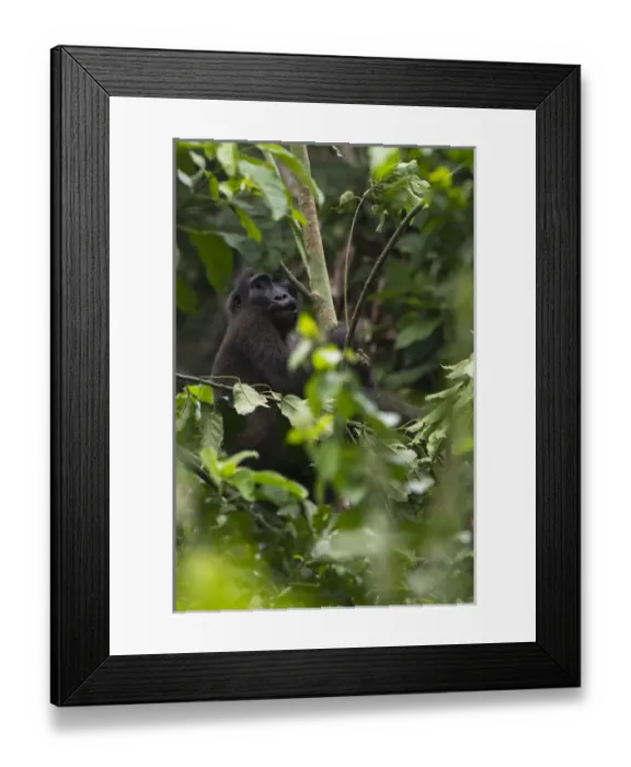 Framed Print : Western lowland gorilla (Gorilla gorilla gorilla), Ngaga, Odzala - Kokoua National Park Framed Print : Western lowland gorilla (Gorilla gorilla gorilla), Ngaga, Odzala - Kokoua National Park