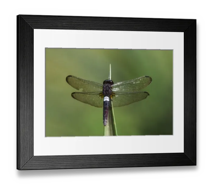 Framed Print : White-spot dragonfly, Odzala - Kokoua National Park, Republic of Congo (Congo - Brazzaville) Framed Print : White-spot dragonfly, Odzala - Kokoua National Park, Republic of Congo (Congo - Brazzaville)