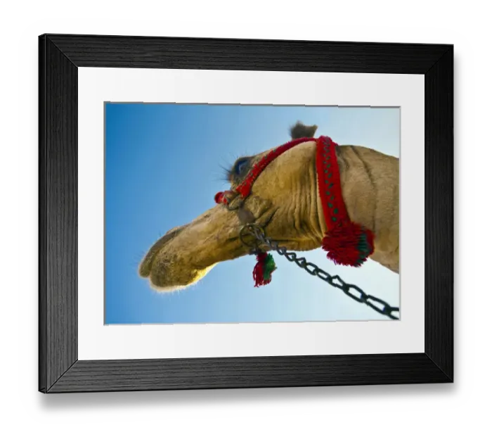 Framed Print : Close up of a camels head from underneath in Egypt