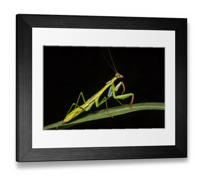 Framed Print : Preying mantis, Odzala - Kokoua National Park, Republic of Congo (Congo - Brazzaville) Framed Print : Preying mantis, Odzala - Kokoua National Park, Republic of Congo (Congo - Brazzaville)