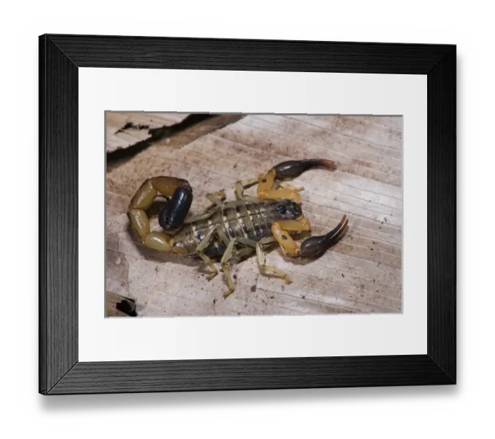 Framed Print : Scorpion, Odzala - Kokoua National Park, Republic of Congo (Congo - Brazzaville), AFRICA