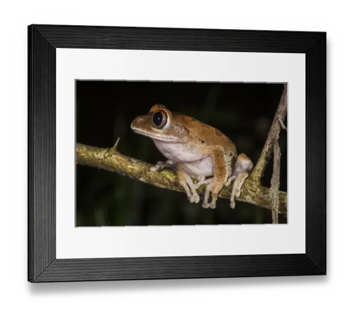 Framed Print : Tree frog, Lango Bai, Republic of Congo (Congo - Brazzaville), AFRICA