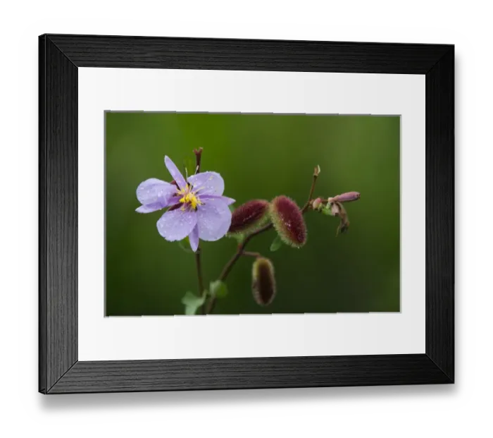 Framed Print : Bolo Bolo flower & fruit (Clappertonia ficifolia), Lango Bai, Republic of Congo Framed Print : Bolo Bolo flower & fruit (Clappertonia ficifolia), Lango Bai, Republic of Congo