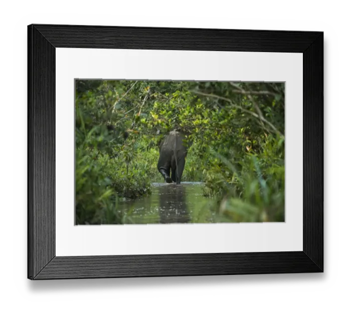 Framed Print : African forest elephant, Lekoli River, Republic of Congo (Congo - Brazzaville), AFRICA Framed Print : African forest elephant, Lekoli River, Republic of Congo (Congo - Brazzaville), AFRICA