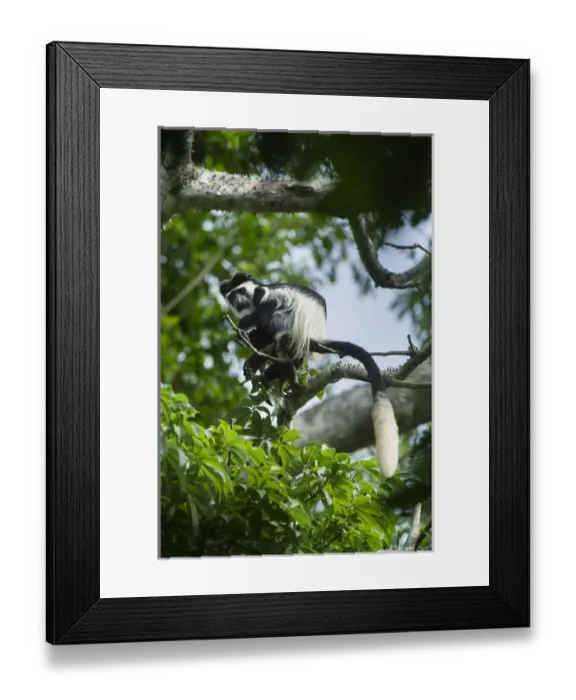 Framed Print : Guereza colobus monkey (Colobus guereza), Lango Bai, Republic of Congo (Congo - Brazzaville) Framed Print : Guereza colobus monkey (Colobus guereza), Lango Bai, Republic of Congo (Congo - Brazzaville)