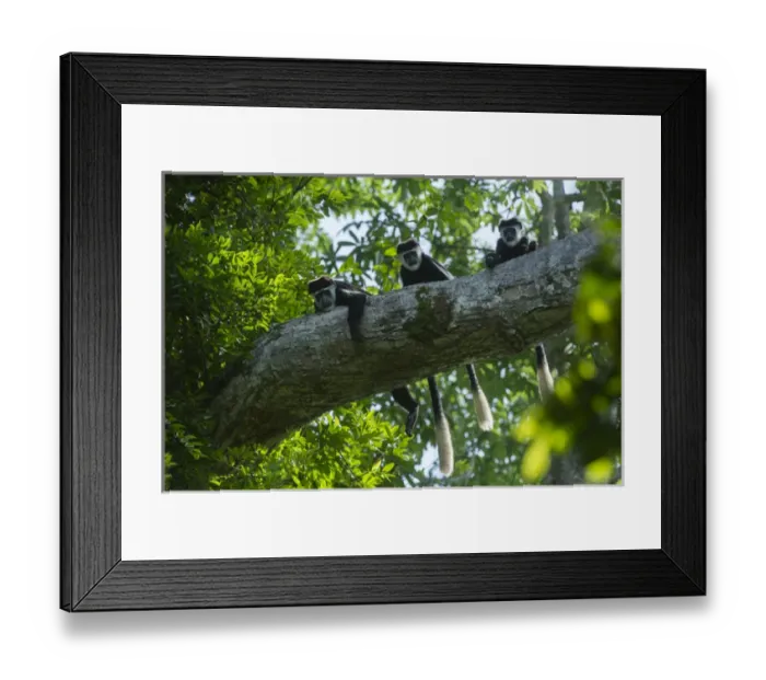 Framed Print : Guereza colobus monkey (Colobus guereza), Lango Bai, Republic of Congo (Congo - Brazzaville)