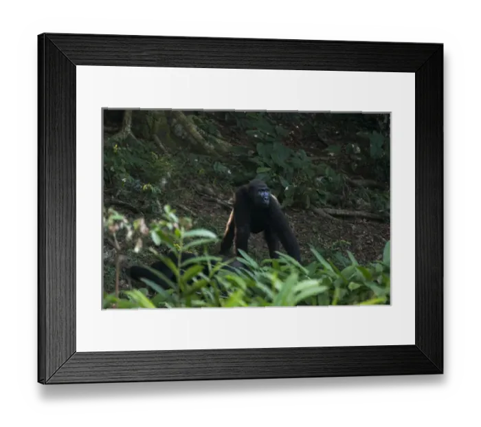 Framed Print : Western lowland gorilla (Gorilla gorilla gorilla), Dzebe Bai, Odzala - Kokoua National Park Framed Print : Western lowland gorilla (Gorilla gorilla gorilla), Dzebe Bai, Odzala - Kokoua National Park