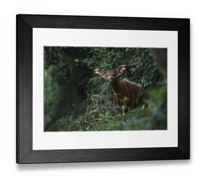Framed Print : Bongo (Tragelaphus eurycerus), Mbomo Odzala - Kokoua National Park, Republic of Congo Framed Print : Bongo (Tragelaphus eurycerus), Mbomo Odzala - Kokoua National Park, Republic of Congo