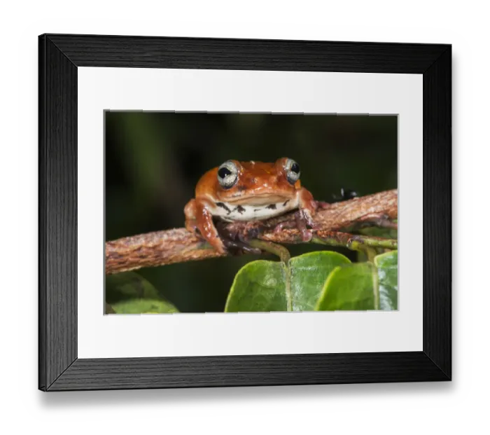Framed Print : Tree frog, Lango Bai, Republic of Congo (Congo - Brazzaville), AFRICA Framed Print : Tree frog, Lango Bai, Republic of Congo (Congo - Brazzaville), AFRICA